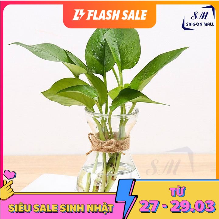 [HCM]Bình trồng cây thủy canh  miệng loe - Bình Tiên Ông + Tặng kèm dây sơ dừa dùng để cắm hoa tươi hoa khô hay trồng cây thủy canh hay trồng khoai lang trồng củ hành trồng cây trầu bà…