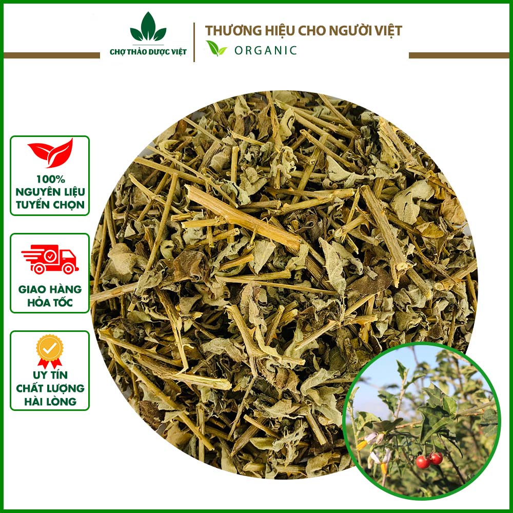 Trà Cà Gai Leo Khô Thơm Sạch 100g Rất Tốt Cho Bệnh Nhân Viêm Gan B