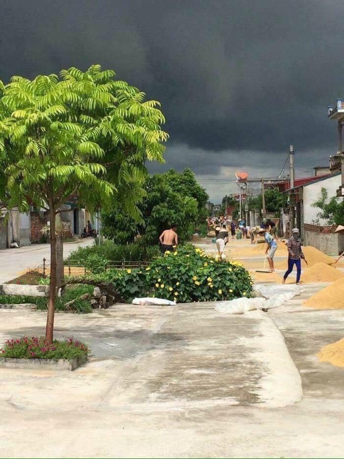 Lưới phơi thóc ,lưới phơi nông sản , lưới phơi cà phê 20m2 ( 4x5)