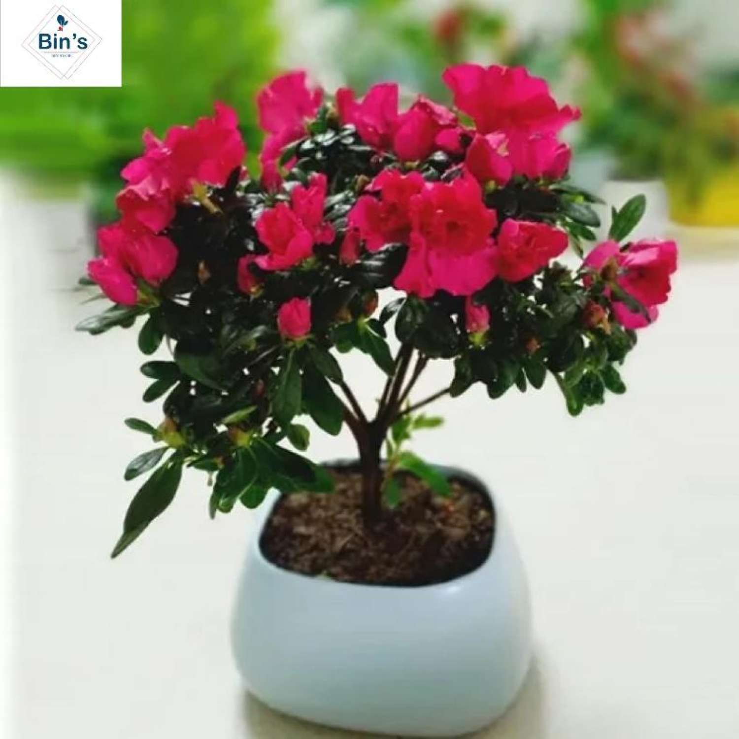 Cây giống hoa đỗ quyên - cây giống bán ảnh cuối