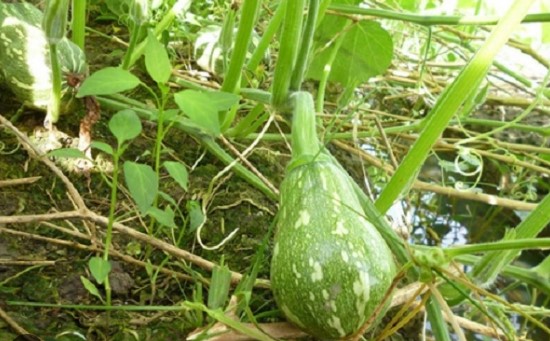 Giống Bí Đậu Ăn Non Katora (10 Hạt)