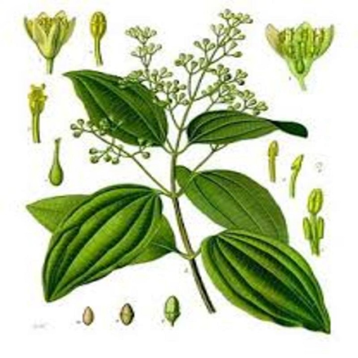 CÂY QUẾ GIỐNG HÀNG CÂY CHUẨN TO KHỎE
