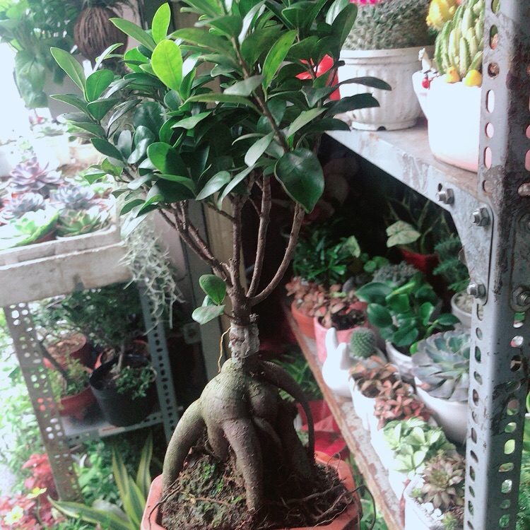 Chậu Cây Si Bonsai