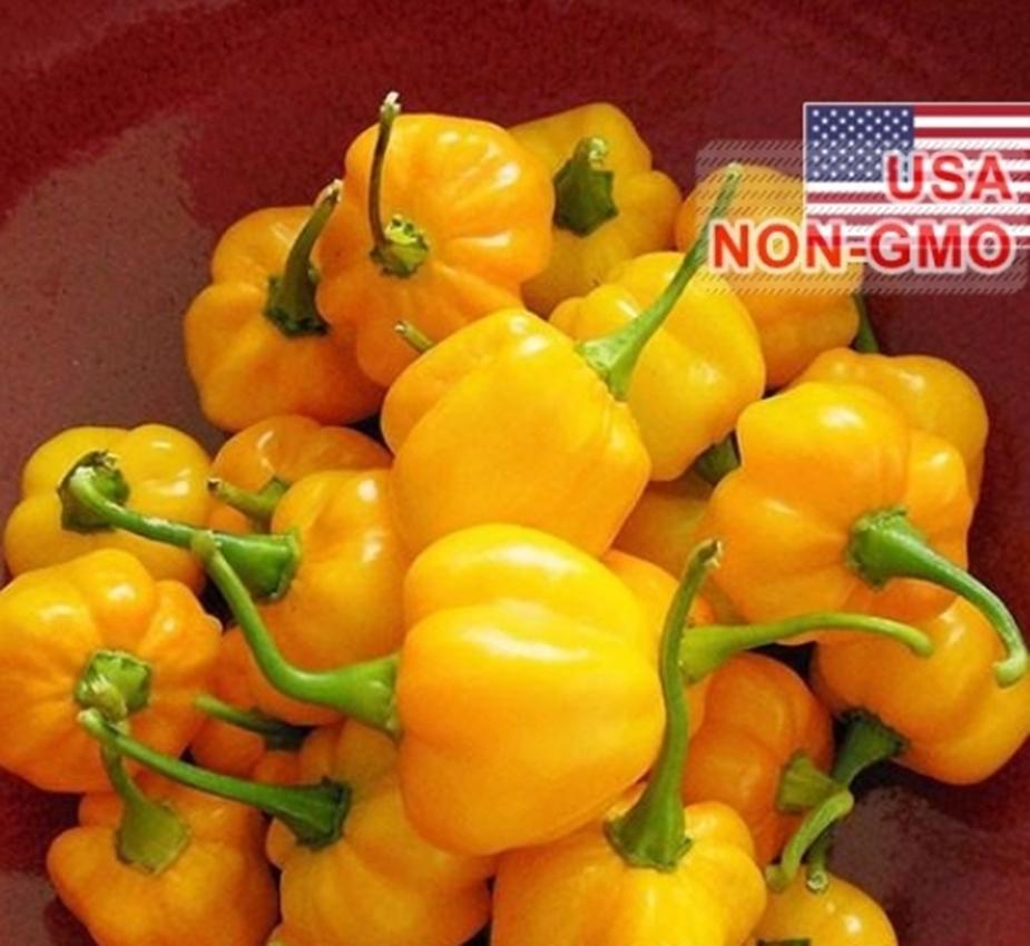 Hạt Giống Ớt Siêu Cay Caribbean - Scotch Bonnet (Capsicum chinense)