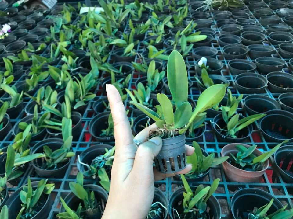 TNX33 - Lan Cattleya Hoa Đại White Diamond - Cây Con