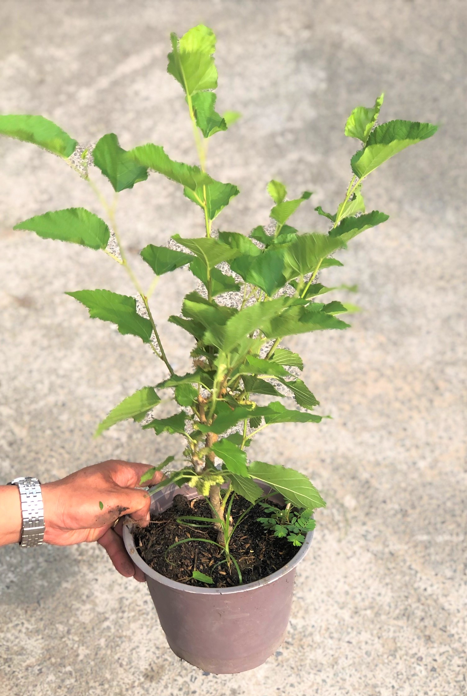Chậu cây Dâu Tằm siêu trái