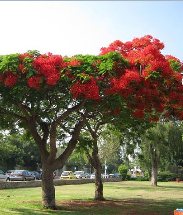 Hạt giống hoa phượng vĩ đỏ - 5 hạt/gói