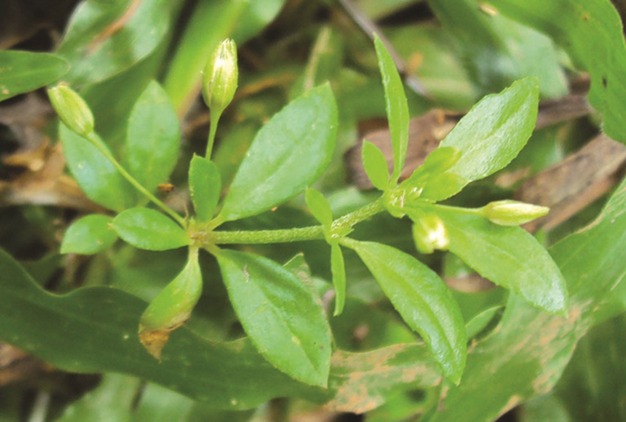 Hạt giống rau đắng đất - (Gói 0.1gram)