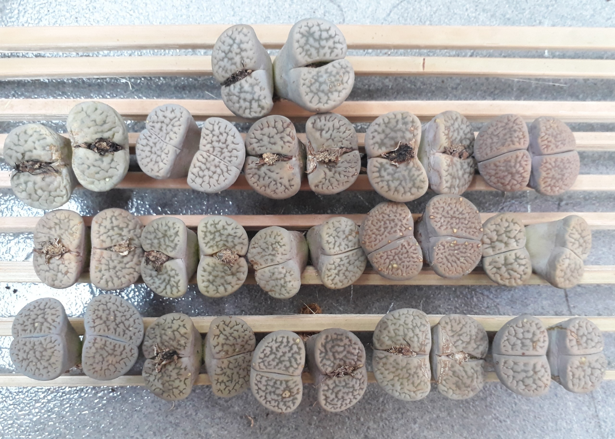 Sen Mông Đôi Ngẫu Nhiên Nhiều Màu 2-3.5cm(Sen Mông/Lithops/Thạch Lan)