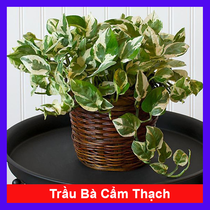 Cây trầu bà cẩm thạch ( trầu bà ngọc thủy ) - Cây cảnh để bàn