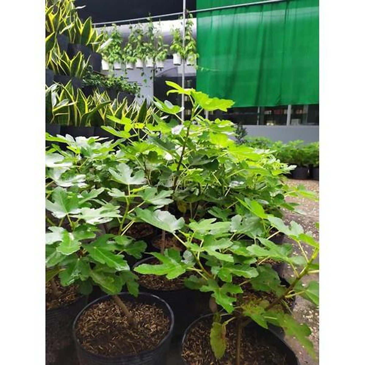Cây Sung Mỹ siêu trái + phân thỏ hữu cơ
