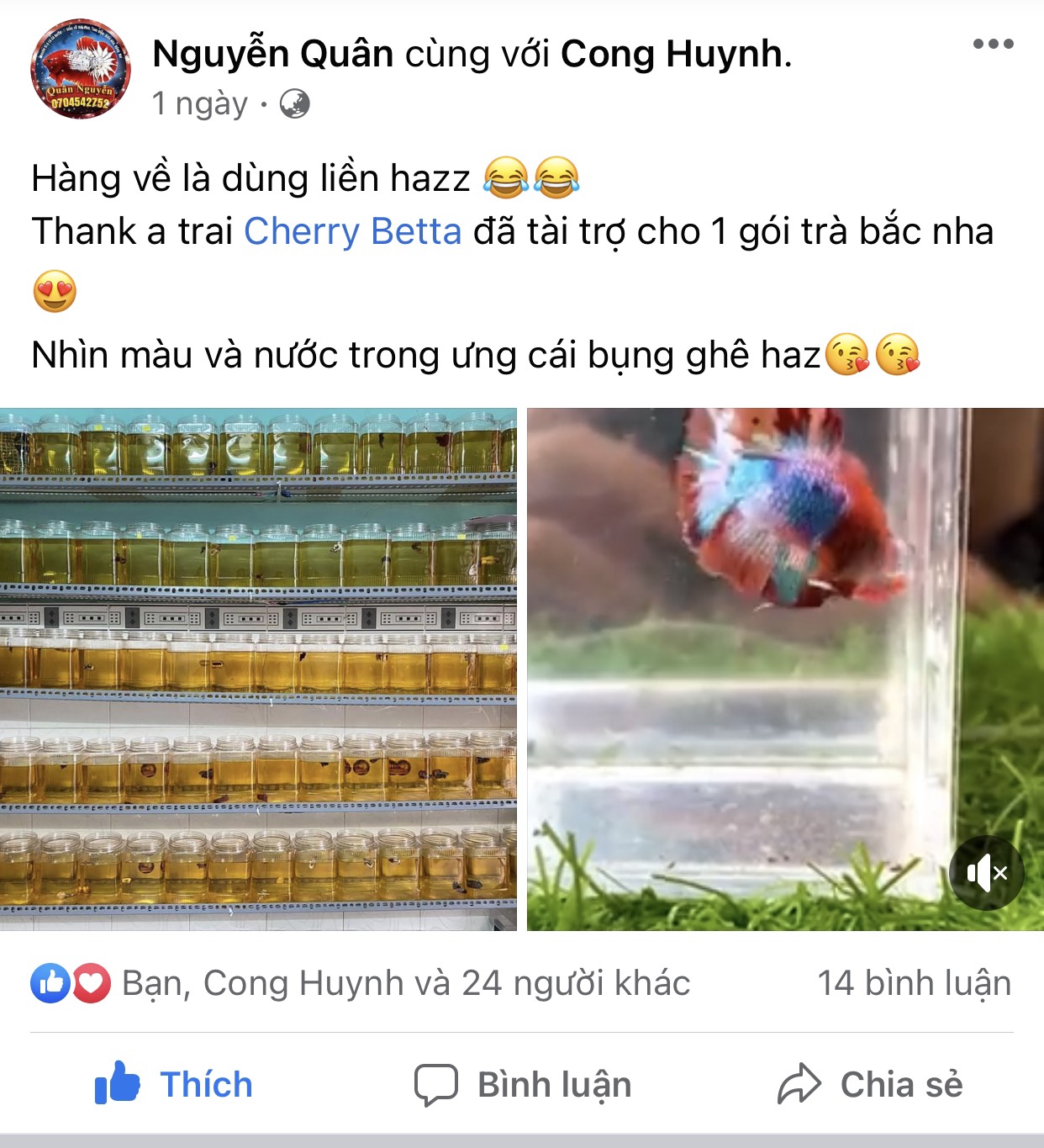 Bột lá bàng 5g - Dưỡng cá Betta, tăng màu sắc