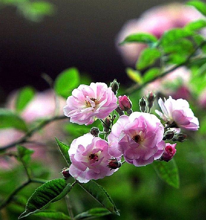 Mini Fragrant Rose Seeds (Spring Rose, 20 Seeds/Seed Germination Stimulation Package Included)