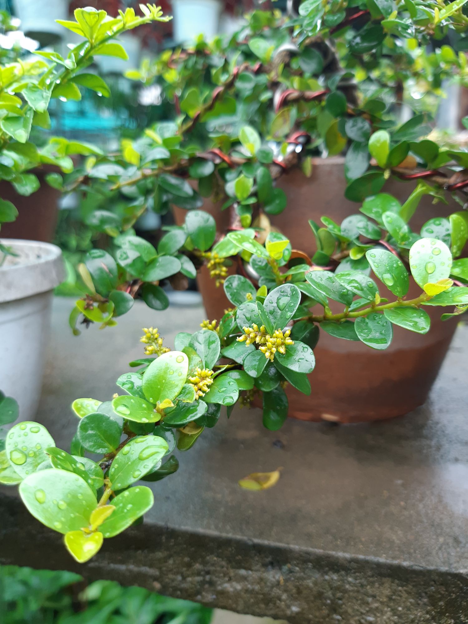 cây sam trái (sam núi) bonsai già