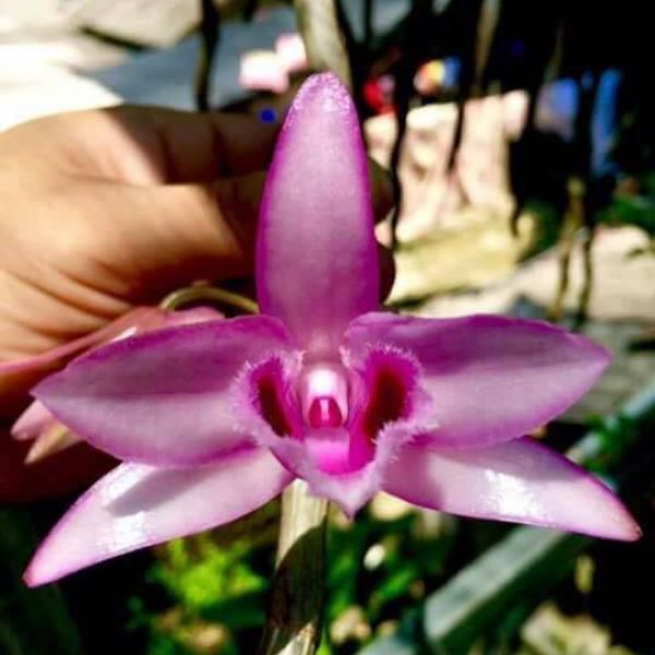 Phi điệp NÙ TAM BỐ chuẩn giống cam kết chất lượng
