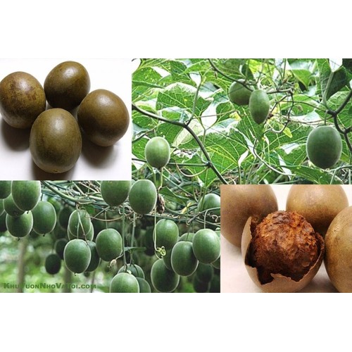 1 bịch quả la hán khô, hàng loại 1, cam kết chất lượng