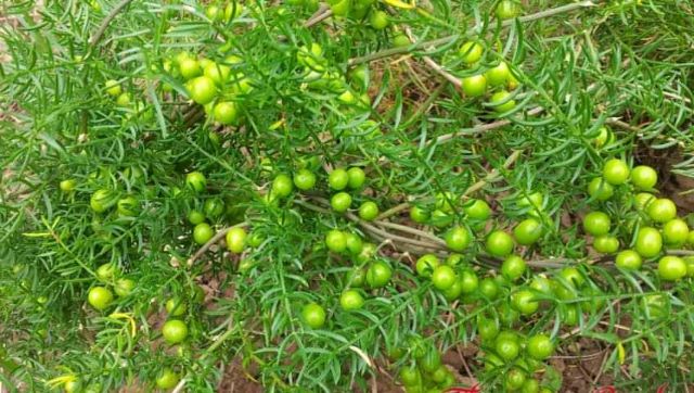 Cây Giống Thiên Môn Đông