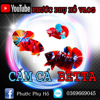 Cám cá betta phước phụ hồ