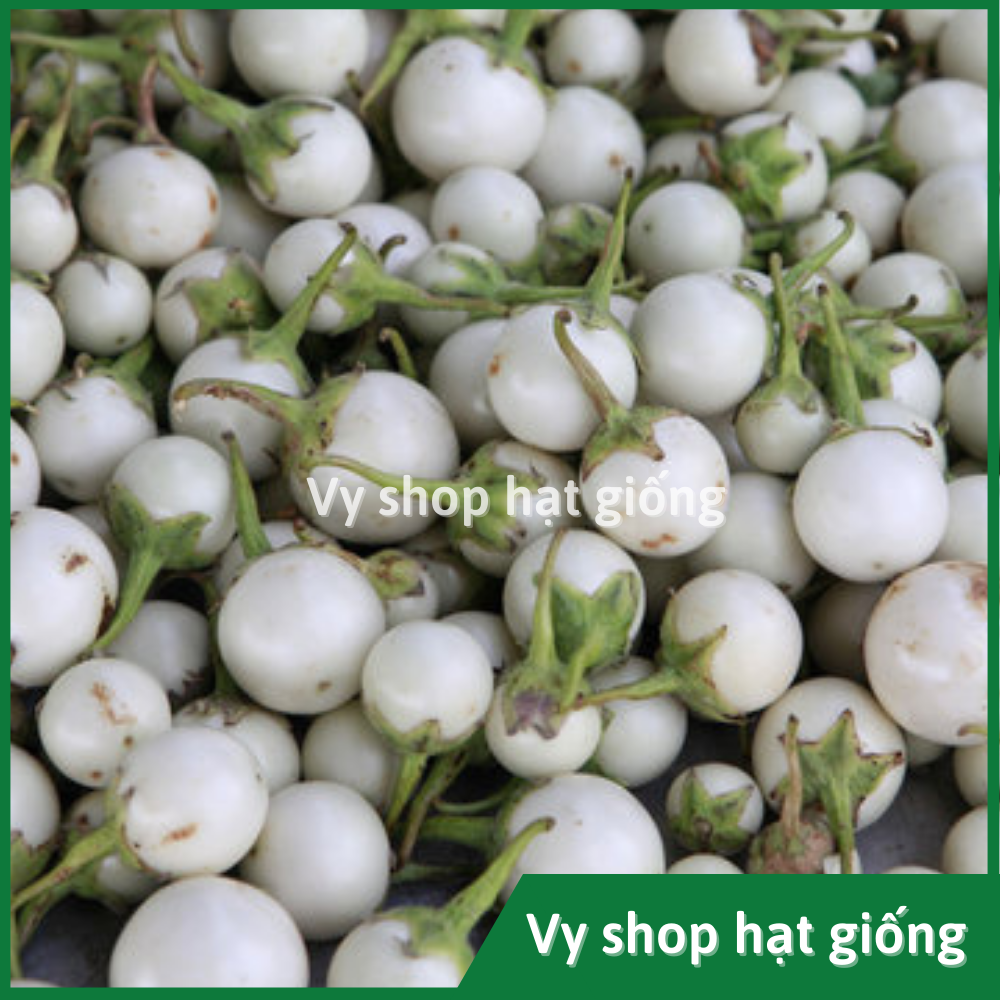 Hạt giống cà pháo trắng Thái Lan gói 200 hạt