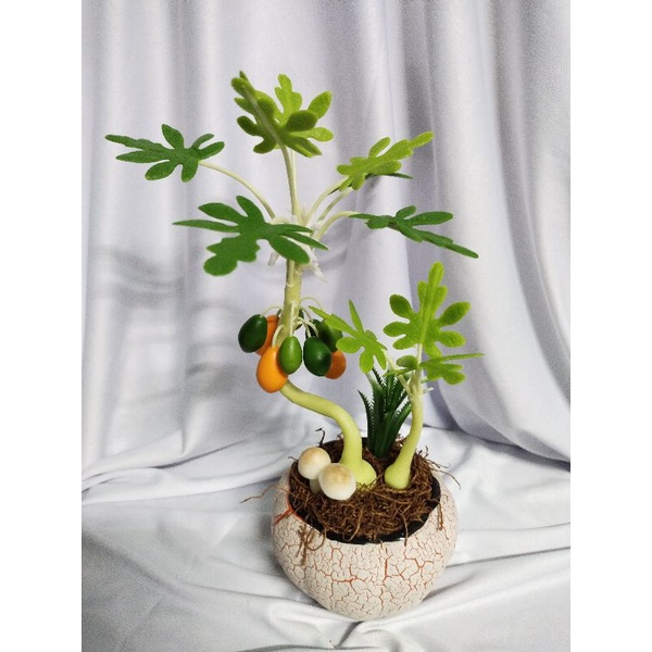 Chậu đu đủ đất sét cao 25cm