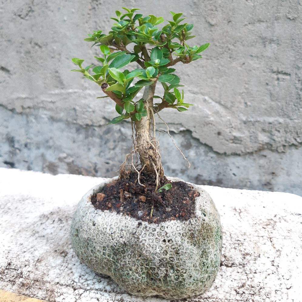 sam hương mini hòn non bộ