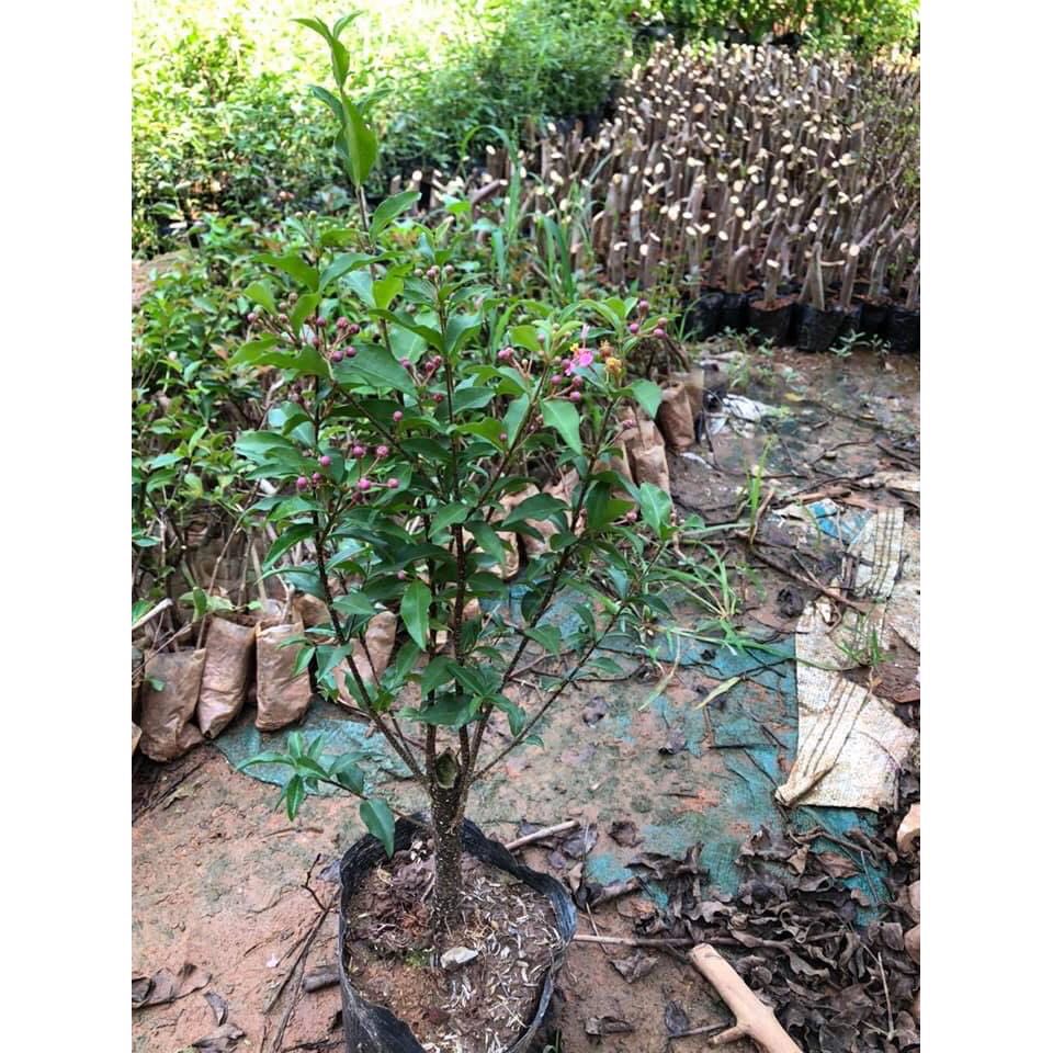 CÂY HỒNG NGỌC MAI!
