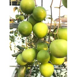 2 cây giống táo da xanh ninh thuận