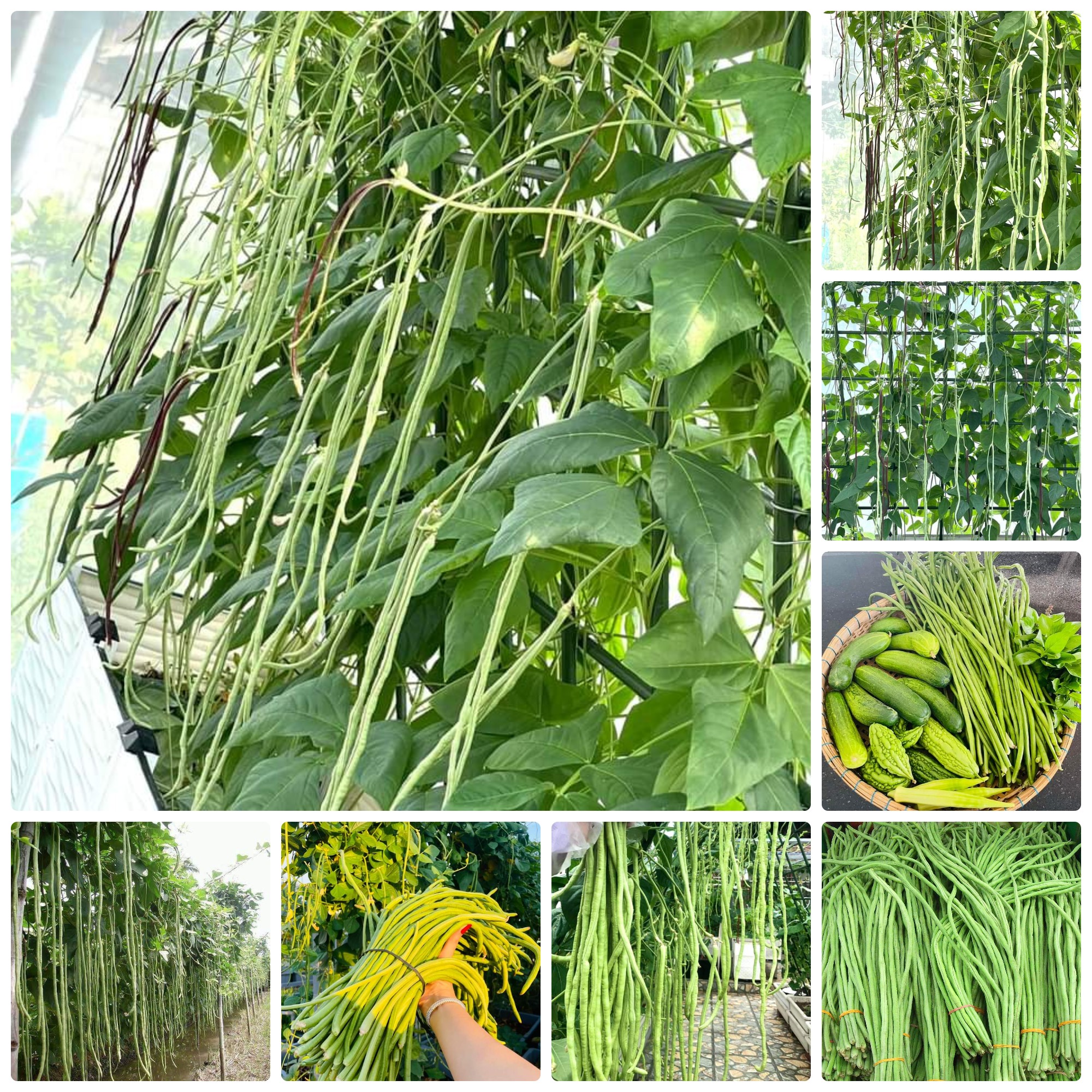 Hạt giống Đậu đũa cao sản hạt đen gói 20gr