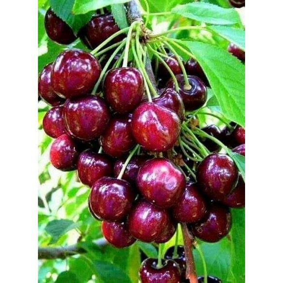 10 Hạt Giống Quả Cherry Đỏ Sai Quả