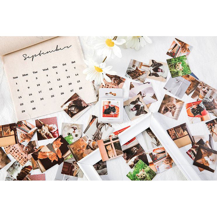 Bộ 46 Sticker Mèo Hàn Quốc dán trang trí E80