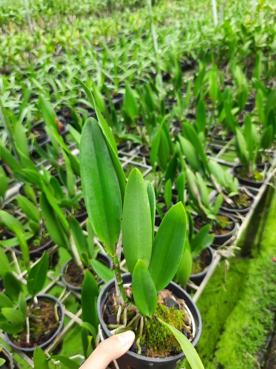 Brass Đốm Đổi Màu