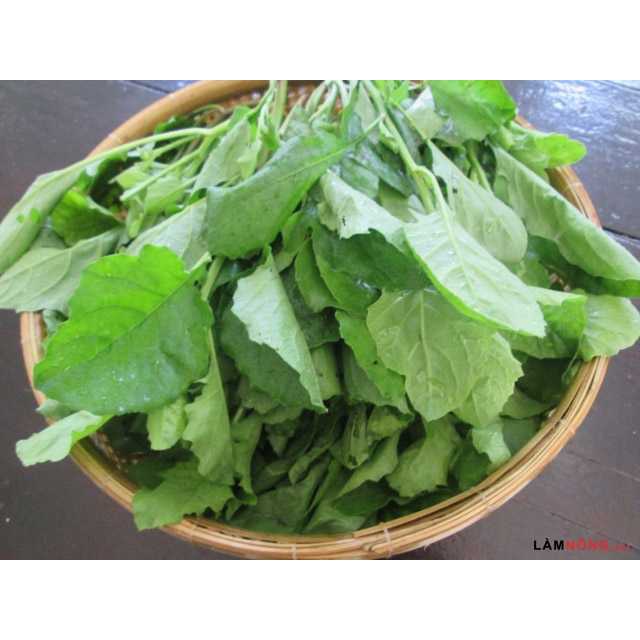 Gói 100 Hạt Giống rau CẢI TRỜI