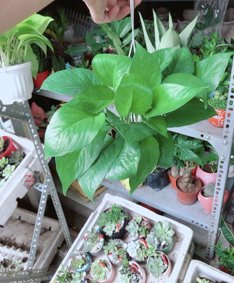 Chậu Trầu Bà Thái Xanh