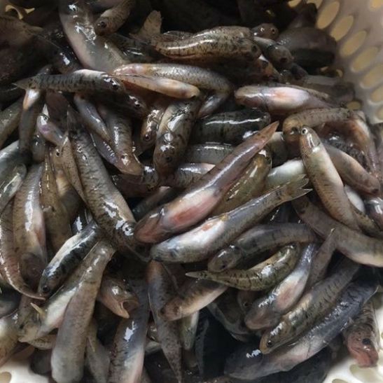 Cá bống sữa sấy giòn rim đặc sản phan rang