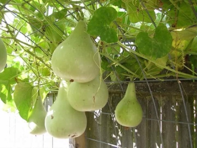 Hạt Giống Bầu Gáo Yuqi