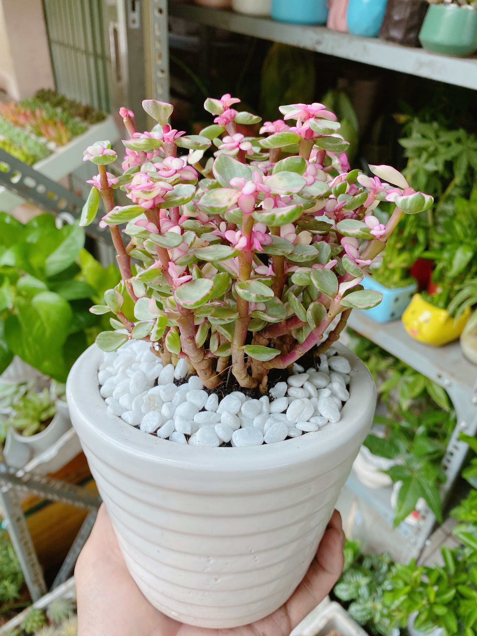 Sen Đá Đo La Hồng Giống Mới