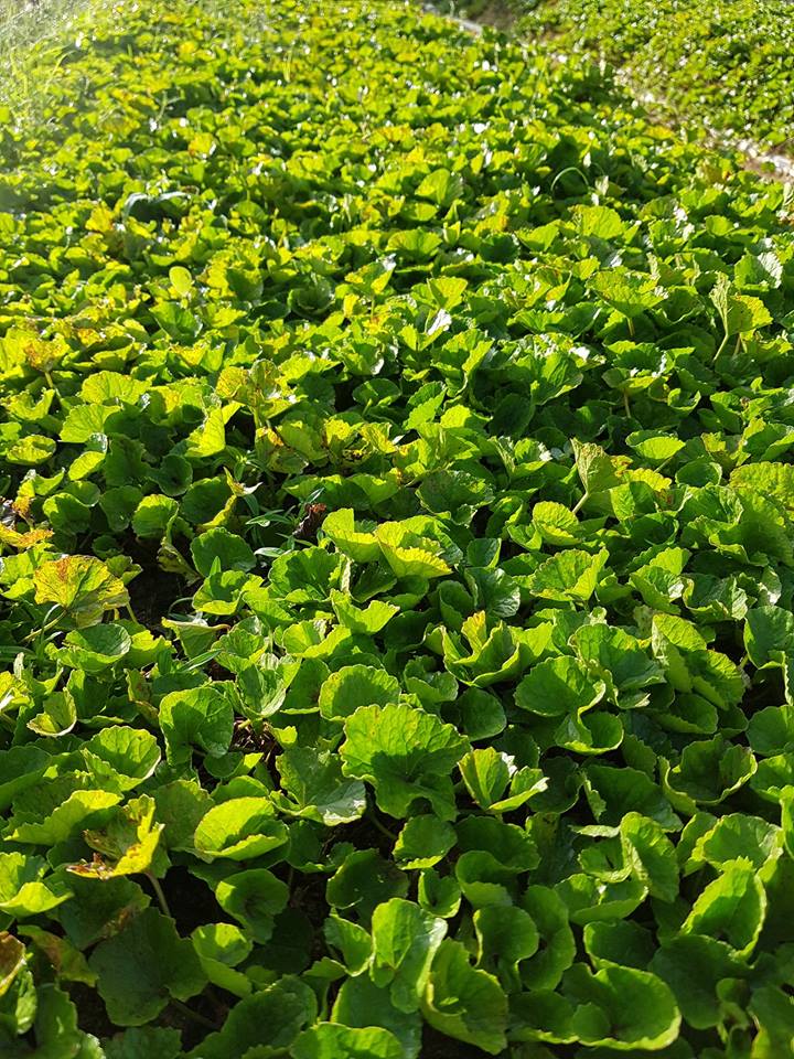 Hạt Giống Rau Má Lá Nhỏ Gói 1gram