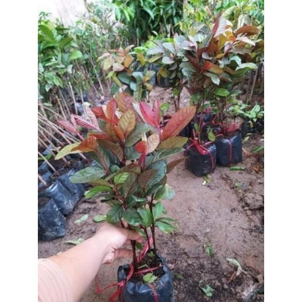 Cây ổi tím