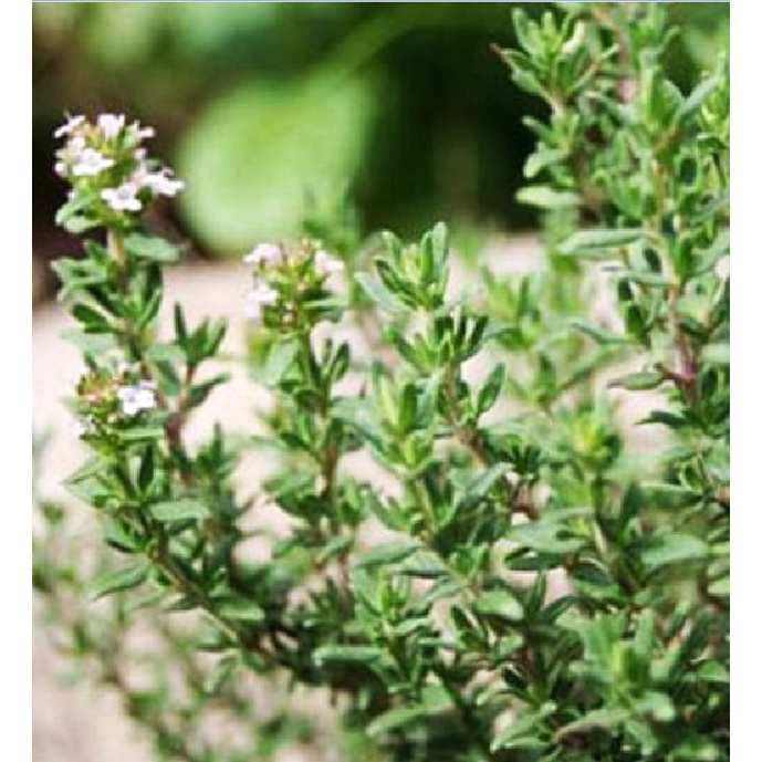 Hạt giống Cỏ Xạ Hương (Thyme) - Gói 100 hạt