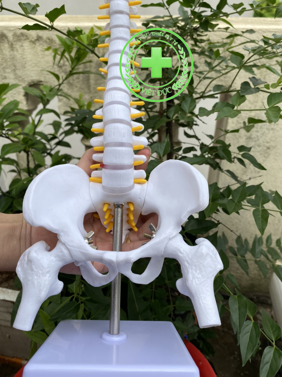 Mô hình cột sống 45cm Mô hình xương người