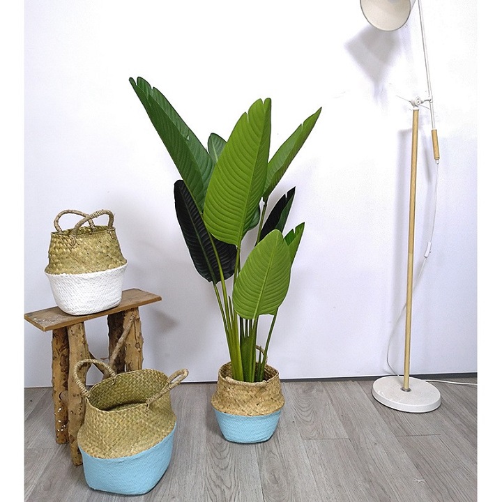 CHẬU cây chuối xẻ quạt cảnh (chuối cảnh thân gỗ)