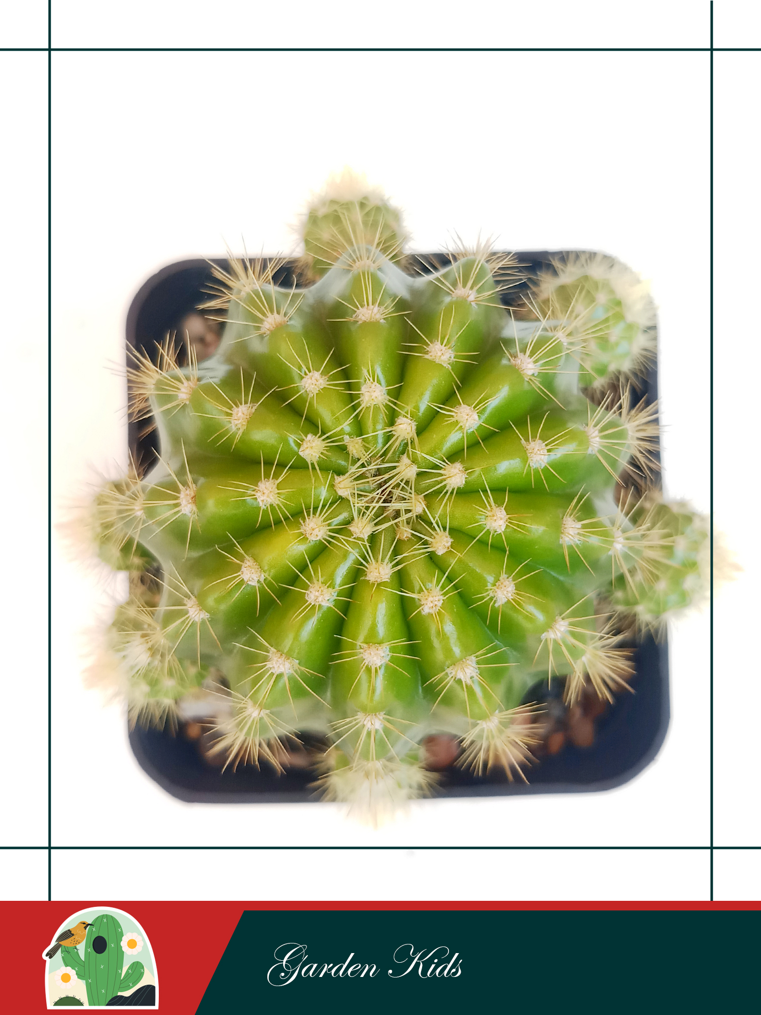 Xương rồng bí xanh - bá tử (Echinopsis Calochlora)