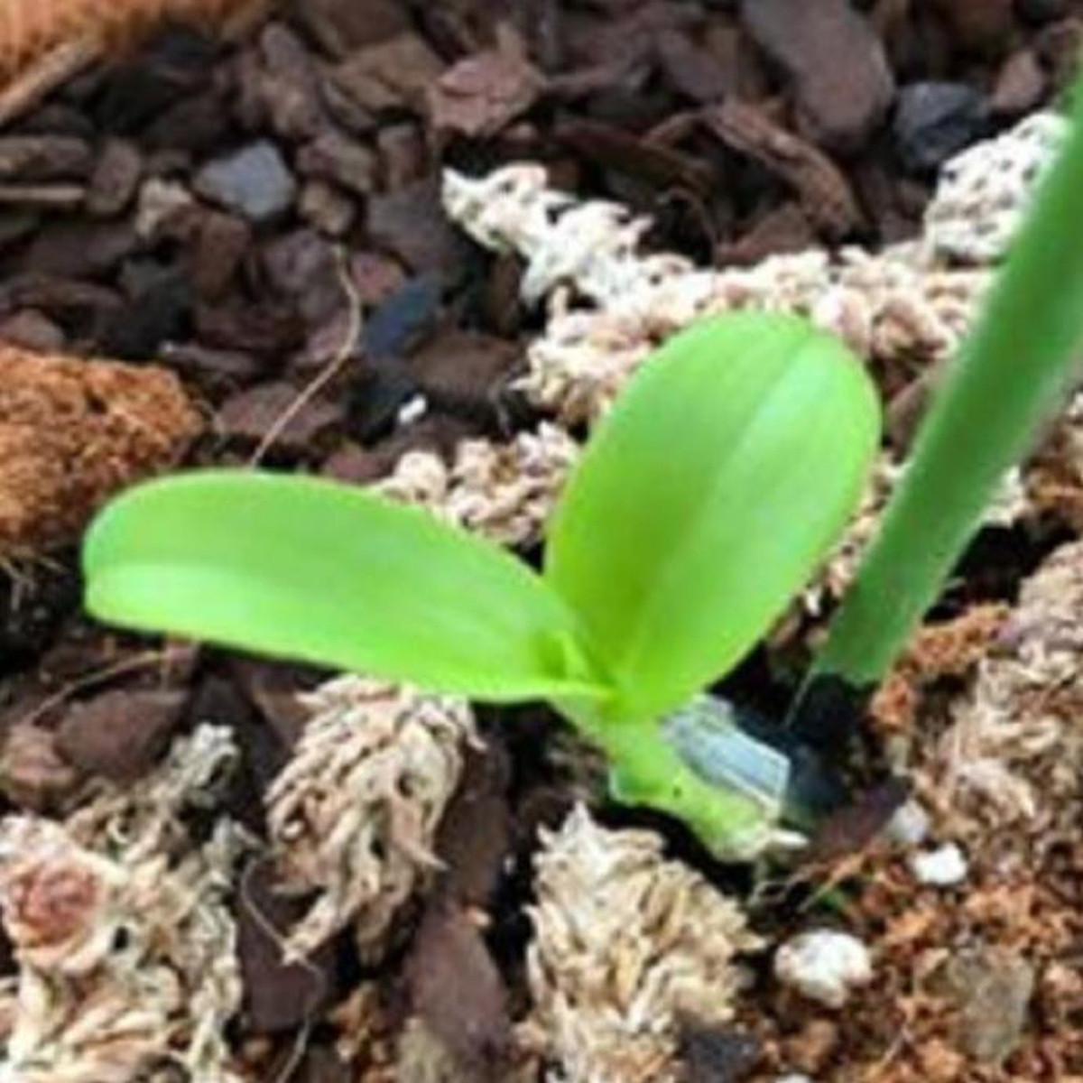 Hoa lan -5ct kiều phi yến gieo hạt (rễ khỏe, cao 7cm,cây năm 2)