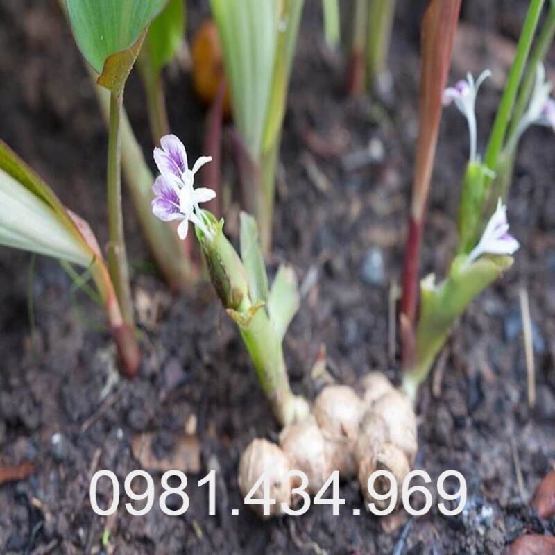 Gừng Đen (ngải đen) Tươi 01KG (Black Ginger) Sạch