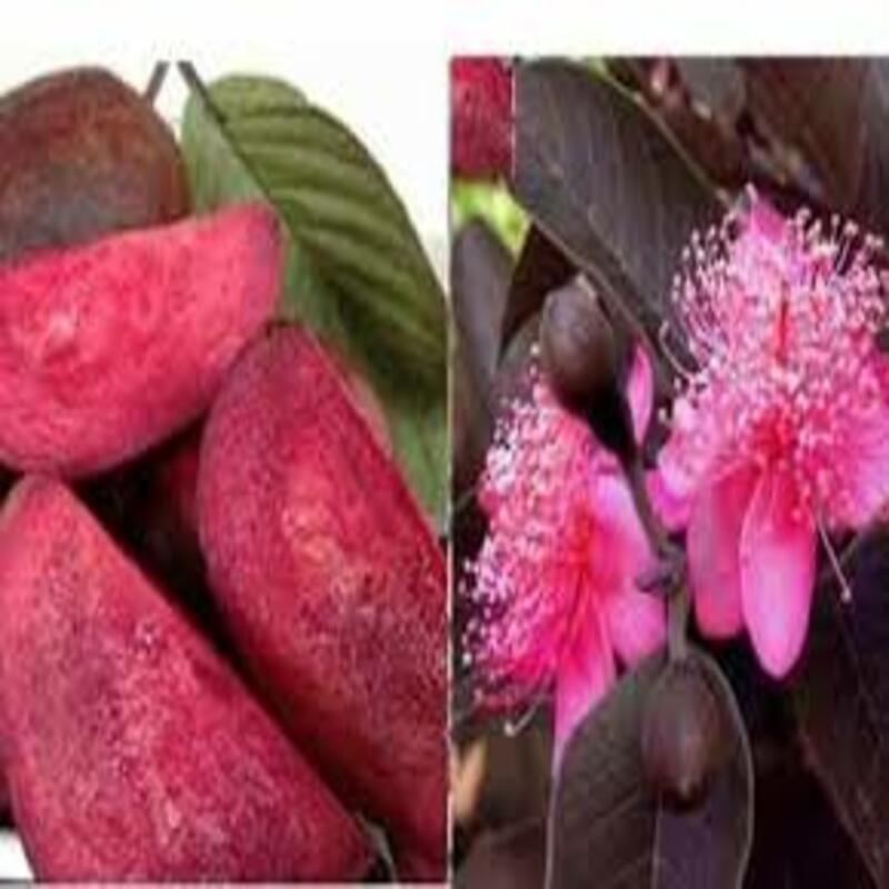 cây giống ổi tím (ổi đỏ malaysia) giống ổi mới nhập khẩu