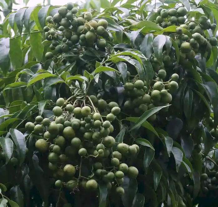 Cây giống móc mật (mắc mật)