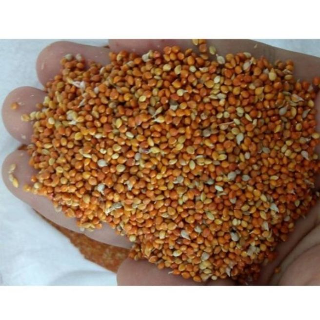 Sỉ toàn quốc 100g hạt kê