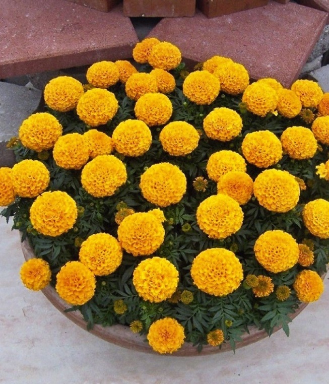 Hạt giống hoa Vạn thọ nữ hoàng
