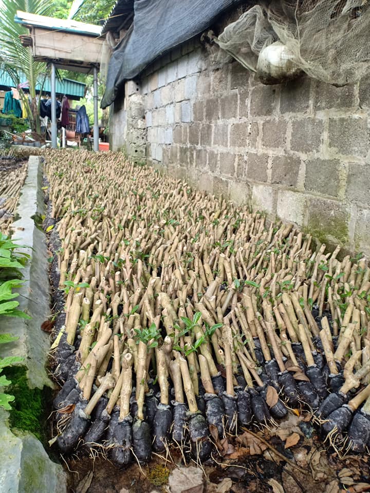 50 cây chè khổng lồ (chè đại)