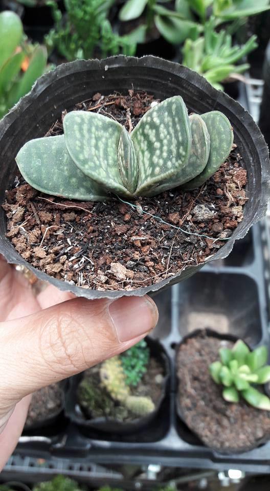 Sen Đá Mỏ Vịt